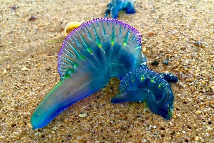 Blue Bottles out on the Bellarine